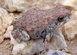Baby Red-Spotted Toad