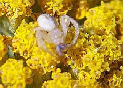 Crab spider