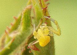 Tiny yellow crab spider
