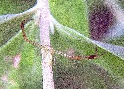 Very-long-armed crab spider