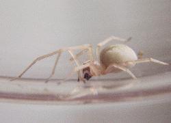 small spider