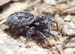 large jumping spider
