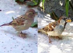 Common Sparrows