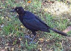 Great-Tailed Grackle