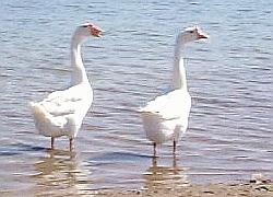 Geese at Lake Mead