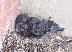 baby pigeons