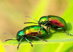 Metallic green beetles