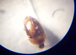 micro beetle