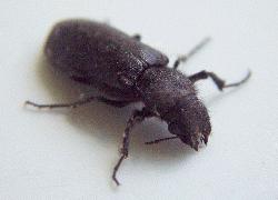 Small Black Beetle