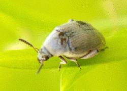small gray beetle