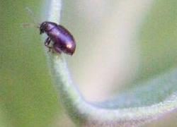 Tiny black leaf beetle