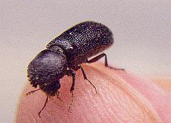 small beetle