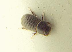 tiny beetle
