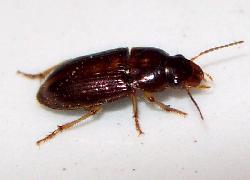 very small beetle