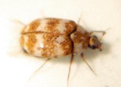 tiny brown and white beetle