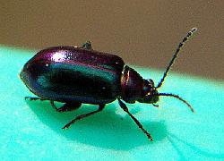 Small black beetle