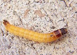 Elateridae Larvae