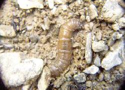 Beetle larva