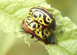 calligrapha beetle
