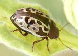 calligrapha beetle