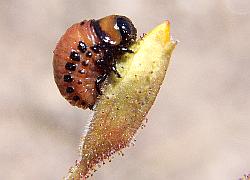 Colorado Potato Beetle nymph