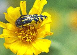 buprestid beetle
