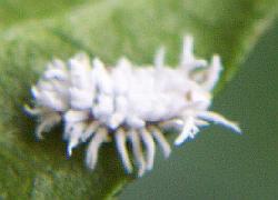 beetle larva
