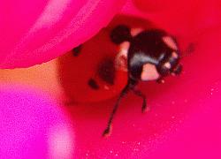 Ladybug in rose