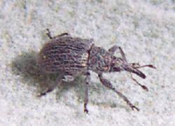 small weevil