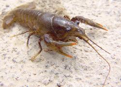 small crayfish