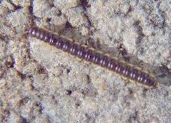 Small garden millipede
