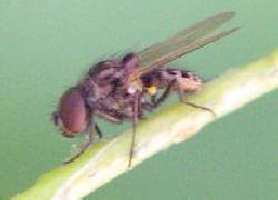 small black fly