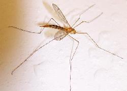 A cranefly or hangingfly