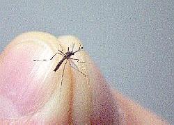 Mosquito with black and white legs