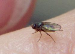 tiny fly