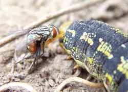 tachinid fly