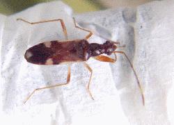 Long-necked seed bug