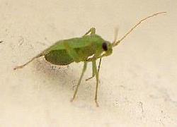 Tiny green plant bug