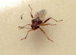 BUGS OF INSECT ORDER HEMIPTERA 1