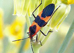 Large Milkweed Bug adult