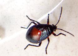 Red and black nymph