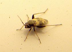 BUGS OF INSECT ORDER HEMIPTERA 2