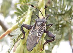 giant mesquite bug