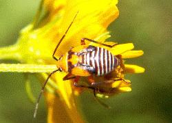 yellow bug nymph