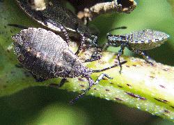 black bug nymphs