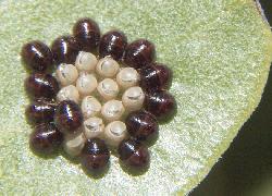 14 hatchlings on manzanita leaf