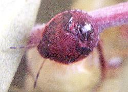3rd instar stink bug