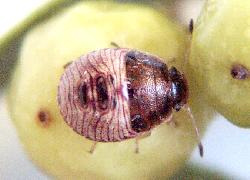 4th instar stink bug