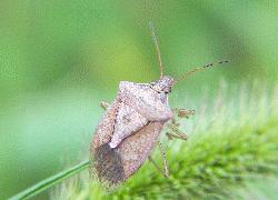 stink bug