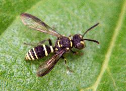 potter wasp